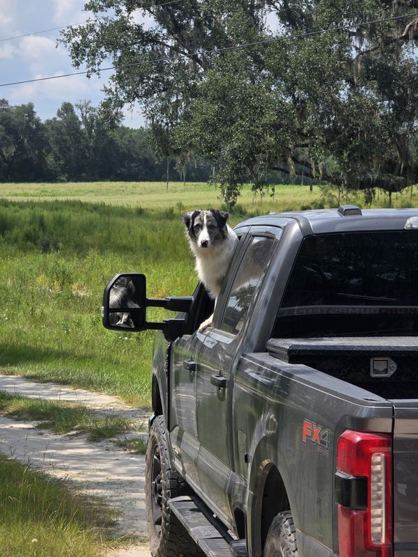 Winston the Muckpro shop dog riding in the truck